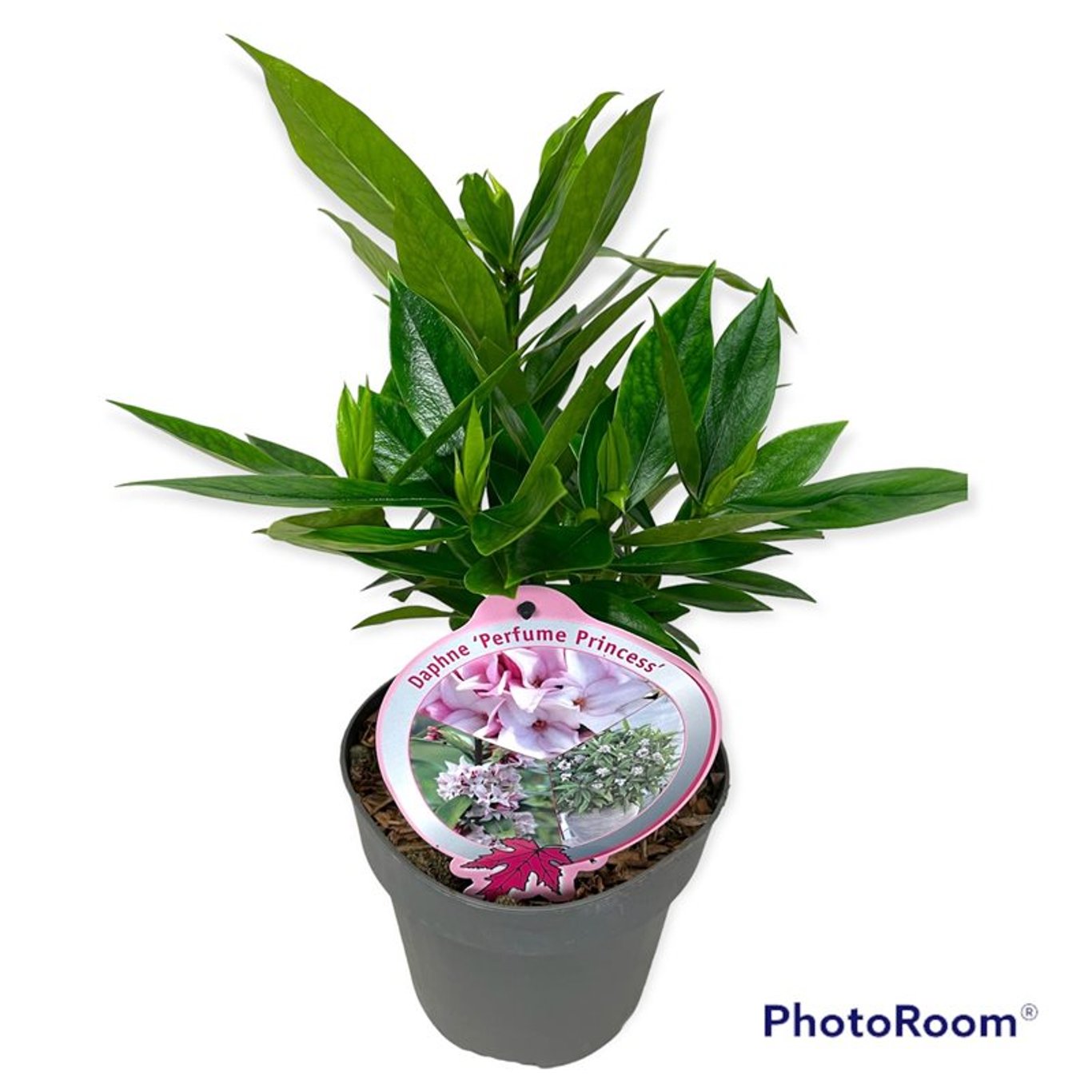 Daphne Perfume Princess - C2